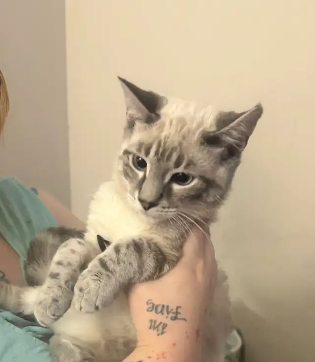 Savanah Kitten