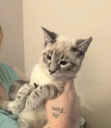 Savanah Kitten