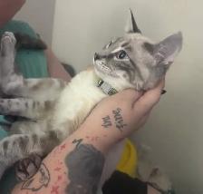 Savanah Kitten - Photo 2