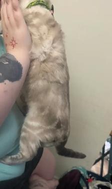 Savanah Kitten - Photo 3