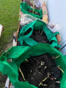 Canna Lilly Bulbs