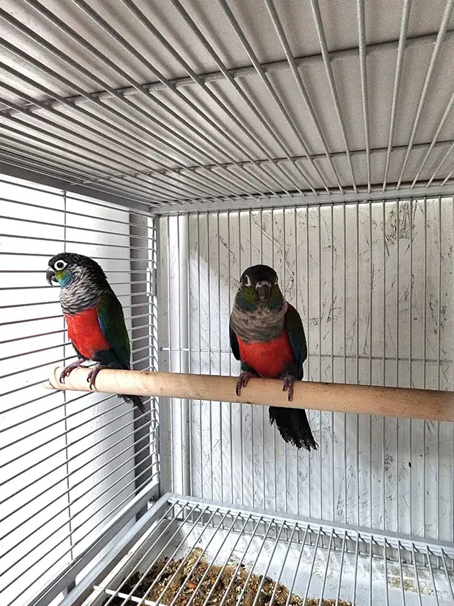 WEEKEND SALE Proven breeding pair of Crimson Conures