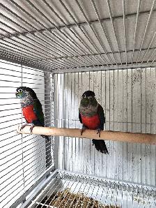 WEEKEND SALE Proven breeding pair of Crimson Conures