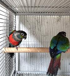 WEEKEND SALE Proven breeding pair of Crimson Conures - Photo 2