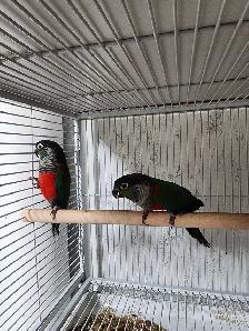 WEEKEND SALE Proven breeding pair of Crimson Conures - Photo 3