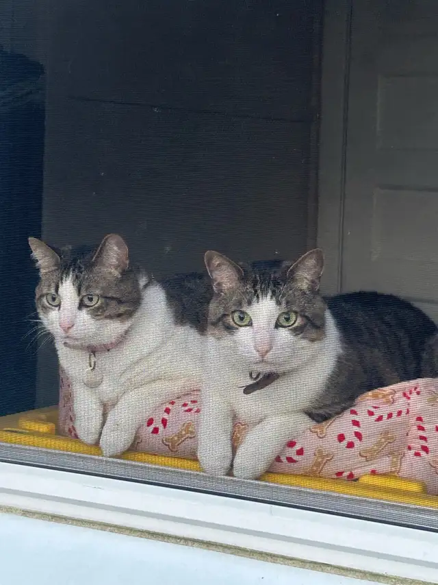 free brother and sister cats