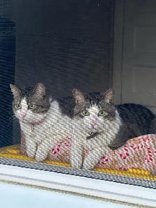 free brother and sister cats