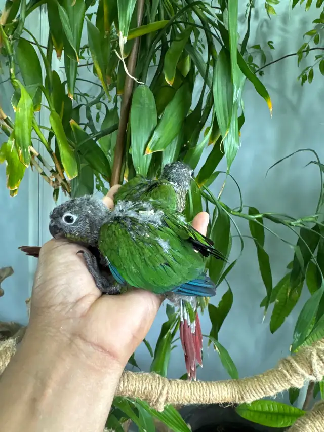 Conure babies for sale, (Green cheek)