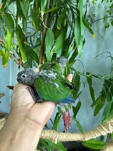 Conure babies for sale, (Green cheek)