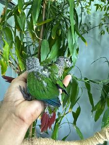 Conure babies for sale, (Green cheek) - Photo 2
