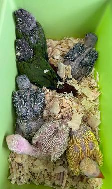 Conure babies for sale, (Green cheek) - Photo 3