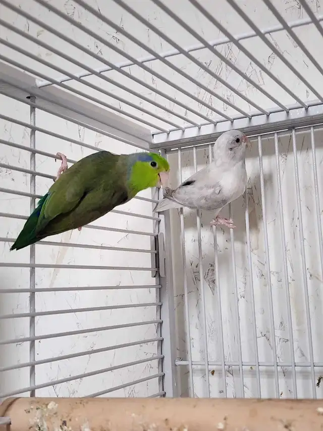 4 DAY SALE – Proven Breeding Parrotlet Pairs