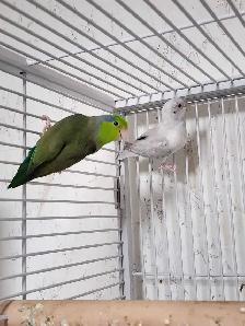 4 DAY SALE – Proven Breeding Parrotlet Pairs