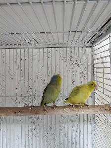 4 DAY SALE – Proven Breeding Parrotlet Pairs - Photo 2