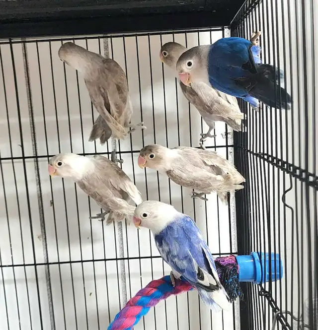 4 DAY SALE  LOVEBIRD PAIRS & SINGLES