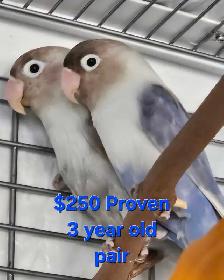 4 DAY SALE  LOVEBIRD PAIRS & SINGLES - Photo 2