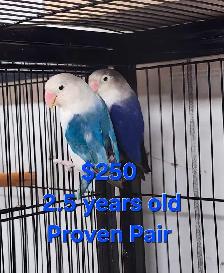 4 DAY SALE  LOVEBIRD PAIRS & SINGLES - Photo 3