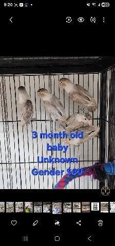 4 DAY SALE  LOVEBIRD PAIRS & SINGLES - Photo 4