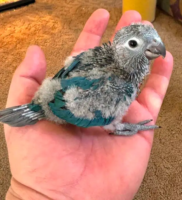 4 DAY SALE beautiful turquoise baby conures