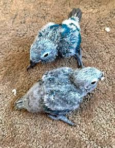4 DAY SALE beautiful turquoise baby conures - Photo 2