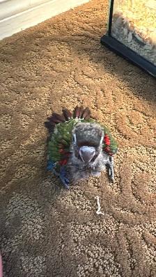 4 DAY SALE Crimson Belly Baby conure only 1 available