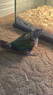 4 DAY SALE Crimson Belly Baby conure only 1 available - Photo 2