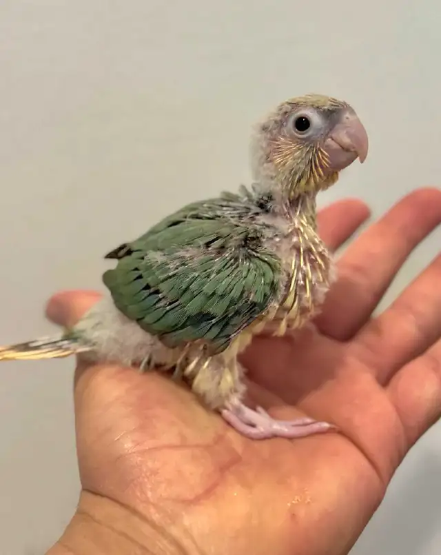 WEEKEND SALE Gorgeous Cinnamon Conure Babies for sale