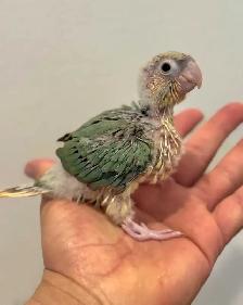 WEEKEND SALE Gorgeous Cinnamon Conure Babies for sale
