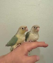 WEEKEND SALE Gorgeous Cinnamon Conure Babies for sale - Photo 2