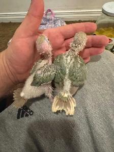 WEEKEND SALE Gorgeous Cinnamon Conure Babies for sale - Photo 3