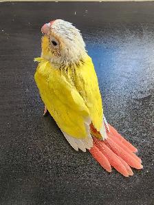 WEEKEND SALE Suncheek Conure Baby – Now Weaned!