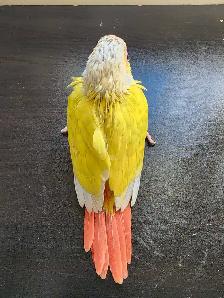 WEEKEND SALE Suncheek Conure Baby – Now Weaned! - Photo 2