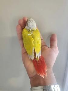 WEEKEND SALE Suncheek Conure Baby – Now Weaned! - Photo 3