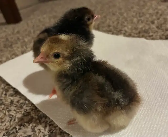cream legbar chicks