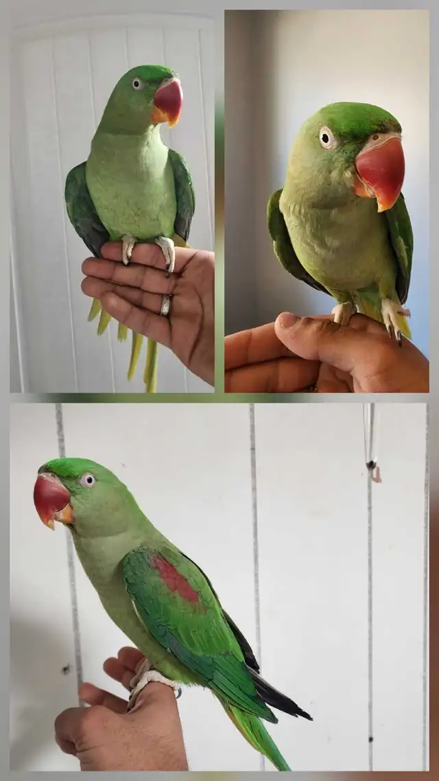 4 DAY SALE Friendly Alexandrine Parrot