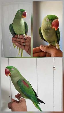 4 DAY SALE Friendly Alexandrine Parrot