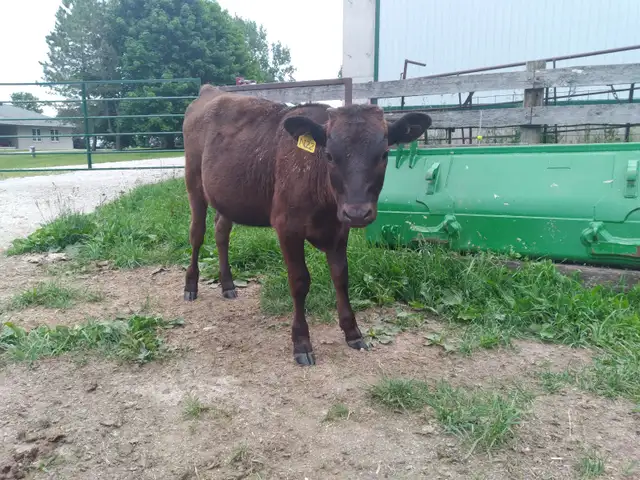Purebred Registered Wagyu Heifer for Sale