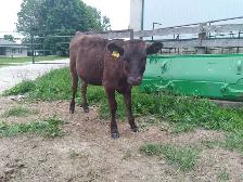 Purebred Registered Wagyu Heifer for Sale