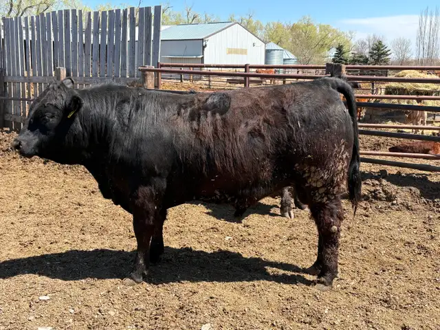 Limousin Bulls