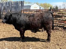 Limousin Bulls