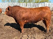 Limousin Bulls - Photo 2