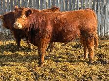 Limousin Bulls - Photo 3