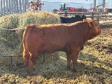 Limousin Bulls - Photo 4