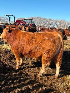Limousin Bulls - Photo 5
