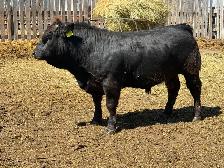 Limousin Bulls - Photo 6