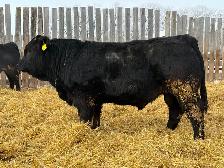 Limousin Bulls - Photo 7
