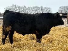 Limousin Bulls - Photo 8