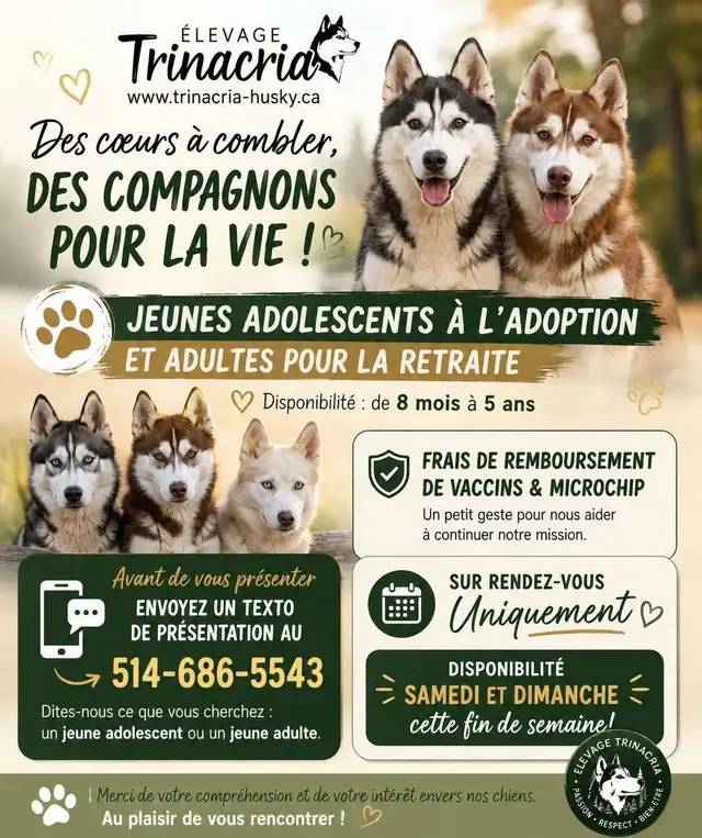 Huskies Sibériens