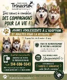 Huskies Sibériens