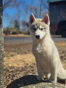 Huskies Sibériens - Photo 3